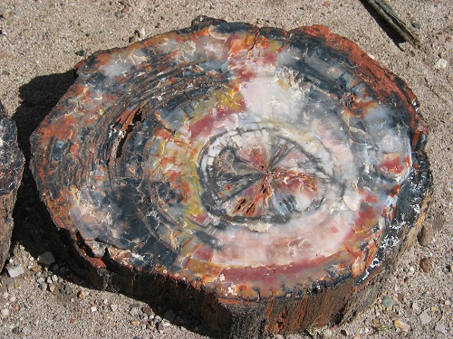 Petrified_wood_closeup_2.jpg