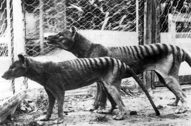 tasmanian-tiger.jpg